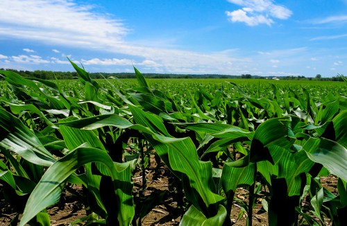 A lush cornfield stretches under a bright blue sky with scattered clouds, showcasing vibrant green leaves.