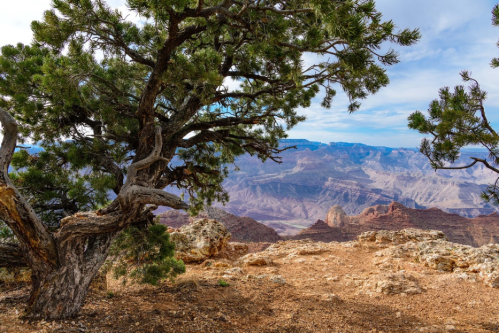 A scenic view of the Grand Canyon framed by a tree, showcasing rocky cliffs and layered landscapes under a blue sky.