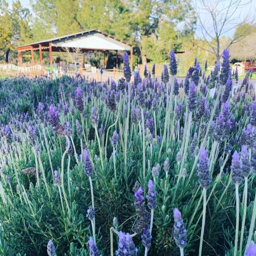 A field of blooming lavender with a rustic shelter in the background, surrounded by trees and a clear sky.