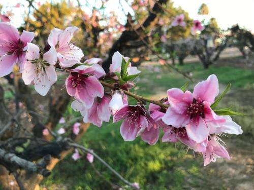 A close-up of pink peach blossoms on a branch, with green grass and trees in the background.
