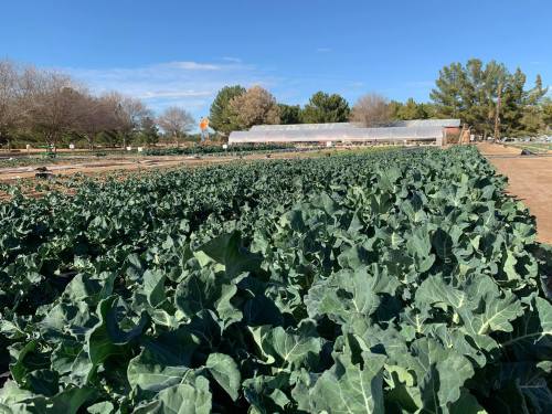 A lush field of green broccoli plants under a clear blue sky, with a greenhouse in the background.