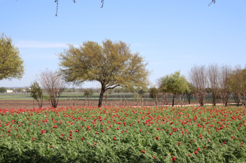 A vibrant field of red flowers in front of a large tree under a clear blue sky.