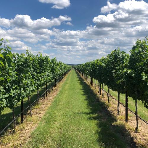 A lush vineyard with rows of grapevines under a blue sky with fluffy clouds, stretching into the distance.