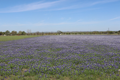 A vast field covered in vibrant purple flowers under a clear blue sky.