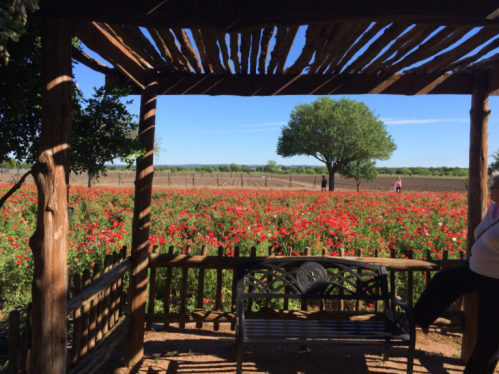 A wooden gazebo overlooks a vibrant field of red flowers under a clear blue sky, with trees in the background.