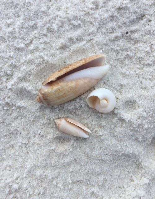 Three seashells of varying sizes resting on a sandy beach.