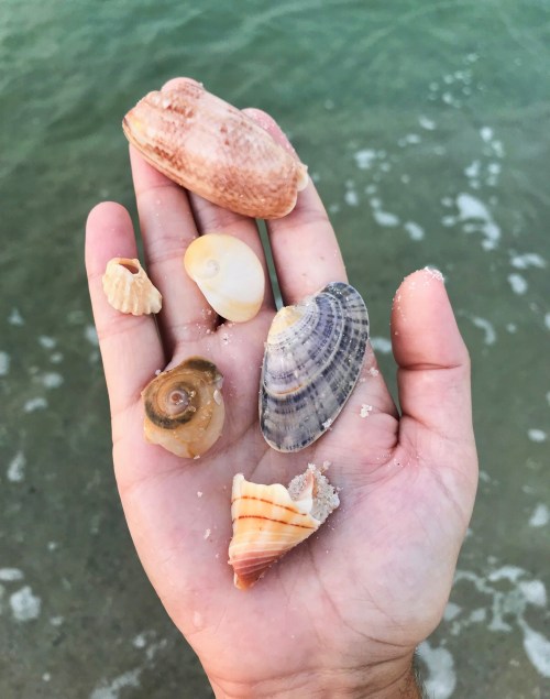 A hand holding various seashells against a backdrop of water and sand.