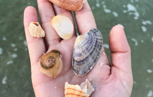 A hand holding various seashells, including spiral and flat shapes, with sand and ocean water in the background.