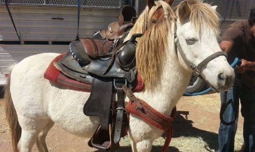 A white pony with a saddle and bridle stands in a barn, ready for riding.