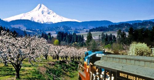 A scenic view of Mount Hood with blooming orchards and a vintage train in the foreground.