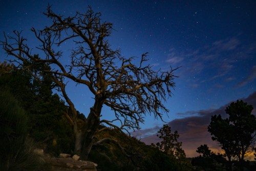 A silhouetted, leafless tree against a starry night sky with hints of clouds and distant trees.