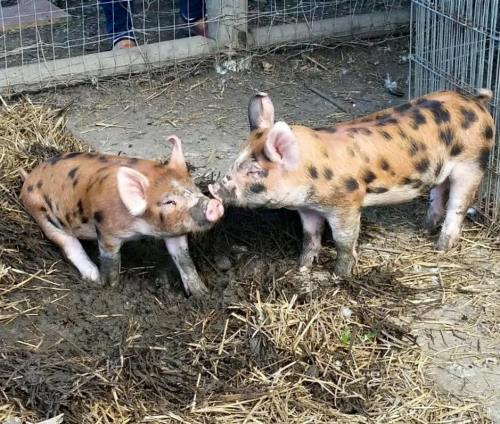 Two spotted piglets playfully nuzzle each other in a muddy pen with straw scattered around.