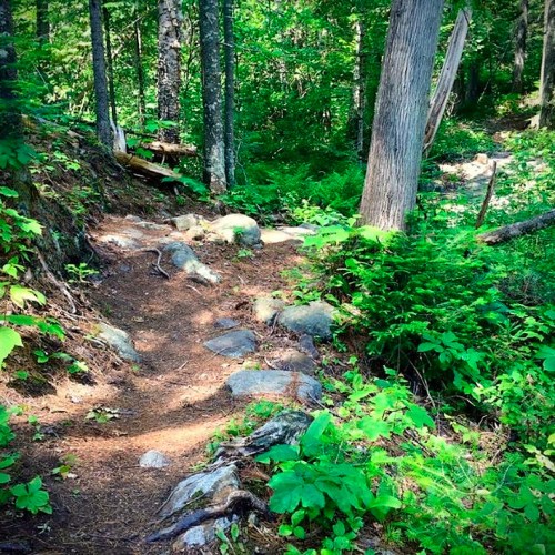 A winding dirt path through a lush green forest, surrounded by trees and rocks.
