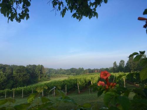 A scenic vineyard landscape with lush green rows, trees in the background, and a clear blue sky. A flower in the foreground.