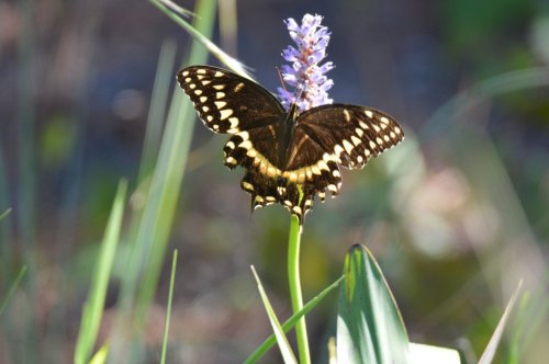 A black butterfly with yellow spots perched on a purple flower, surrounded by green grass and blurred background.