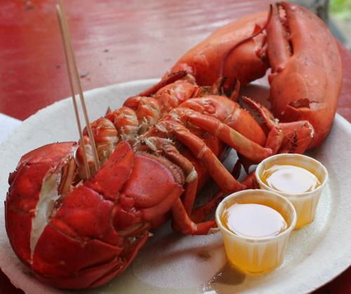 A cooked lobster on a plate with two small cups of melted butter.