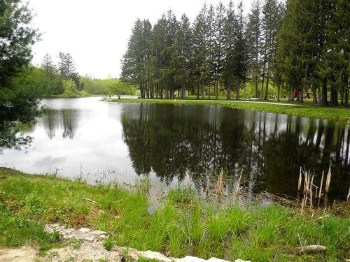 A serene pond surrounded by lush greenery and tall trees, reflecting the calm water on a cloudy day.
