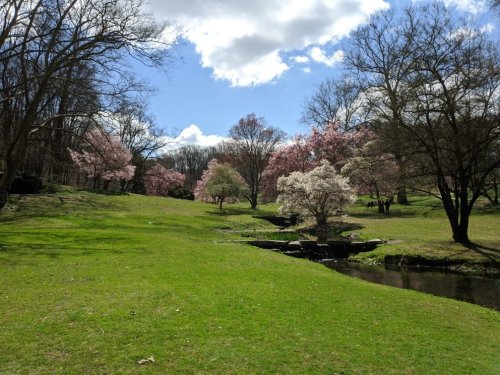 A serene park scene with blooming cherry trees, green grass, and a gentle stream under a partly cloudy sky.