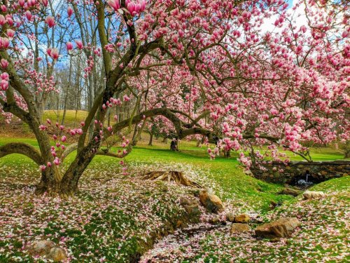 A blooming magnolia tree with pink flowers over a grassy area, surrounded by fallen petals and a small stream.