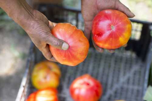 A person holds two ripe tomatoes above a crate filled with more tomatoes.