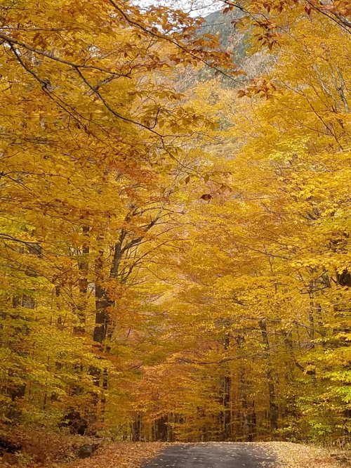 A serene road lined with vibrant yellow and orange autumn trees, creating a picturesque fall scene.