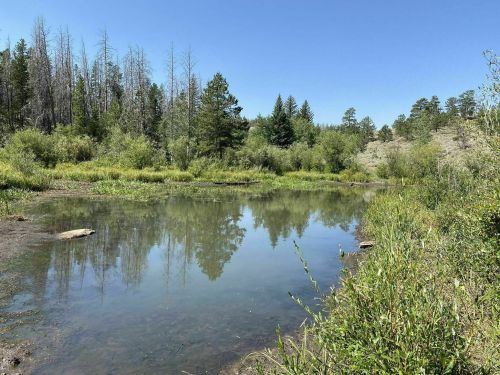A serene pond surrounded by lush greenery and trees under a clear blue sky. Reflections shimmer on the water's surface.