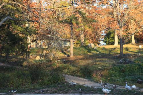 A serene autumn scene with colorful trees, a rustic cabin, and a few geese wandering on a dirt path.