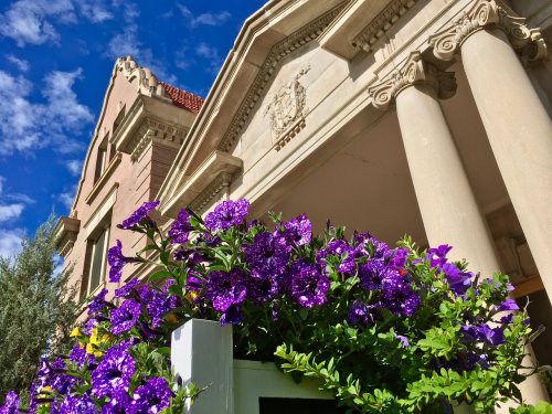 A close-up of vibrant purple flowers in front of a grand building with columns and a blue sky in the background.