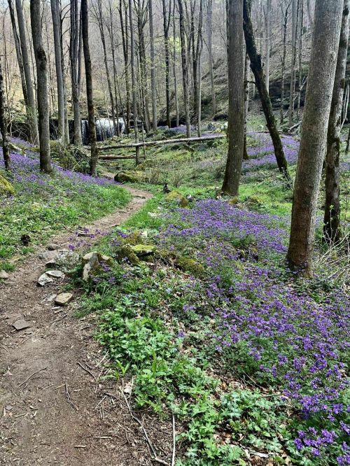 A winding path through a forest filled with vibrant purple flowers and tall trees, leading to a distant waterfall.