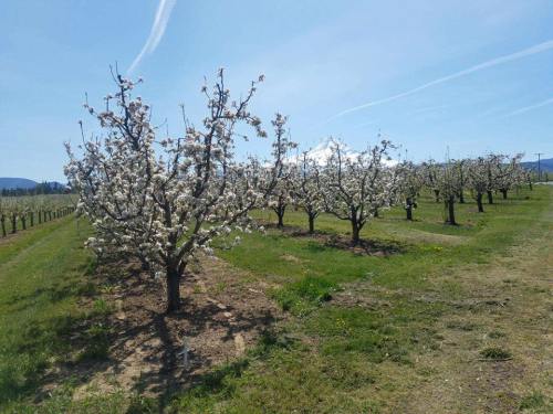 Blossoming fruit trees in a sunny orchard, with clear blue skies and distant mountains in the background.