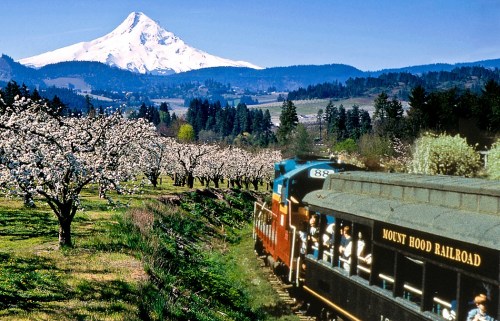 A scenic view of Mount Hood with blooming trees and a vintage train from the Mount Hood Railroad in the foreground.