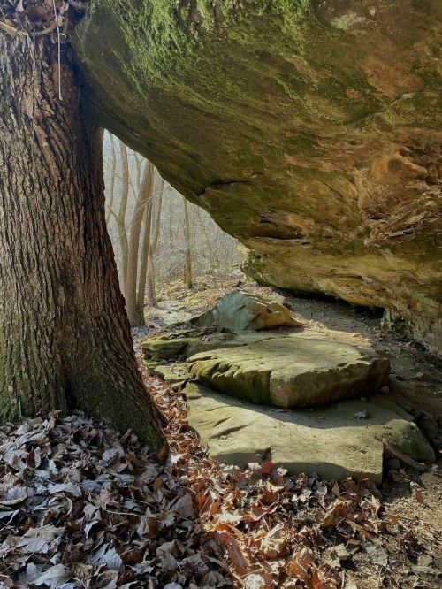 A large tree stands beside a rocky overhang, with fallen leaves scattered on the ground in a serene forest setting.