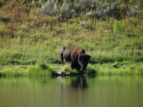 A bison stands near a calm lake, surrounded by lush green grass and wildflowers.