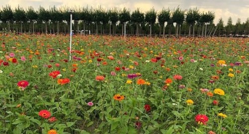 A vibrant field of colorful flowers in bloom, with rows of trees in the background under a cloudy sky.