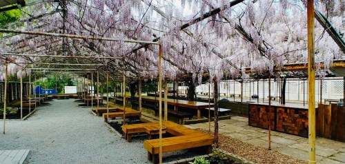 A serene outdoor space with wooden benches and tables, shaded by cascading purple wisteria flowers.