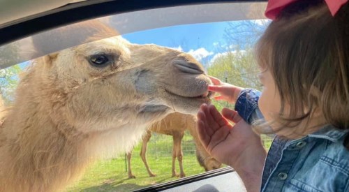 A young child reaches out to touch a camel through a car window, with another camel in the background.