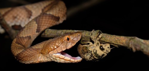 A close-up of a snake with its mouth open, poised to strike at a cicada on a branch in a dark setting.