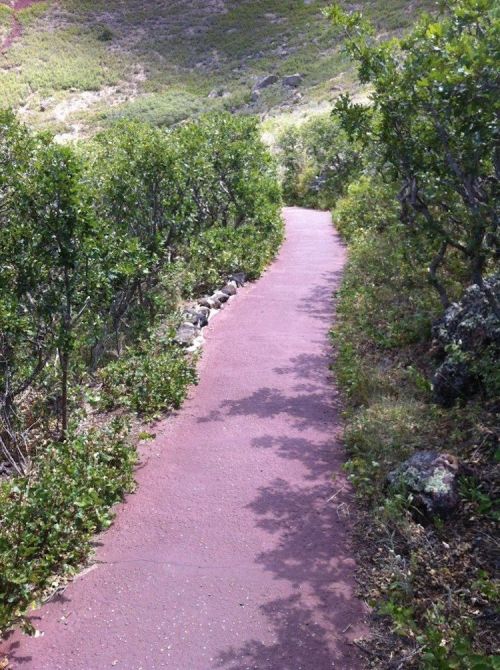 A winding path through lush greenery, surrounded by bushes and rocky terrain.