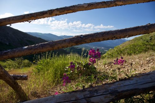 A scenic view of mountains and valleys framed by wooden logs, with vibrant purple flowers in the foreground.