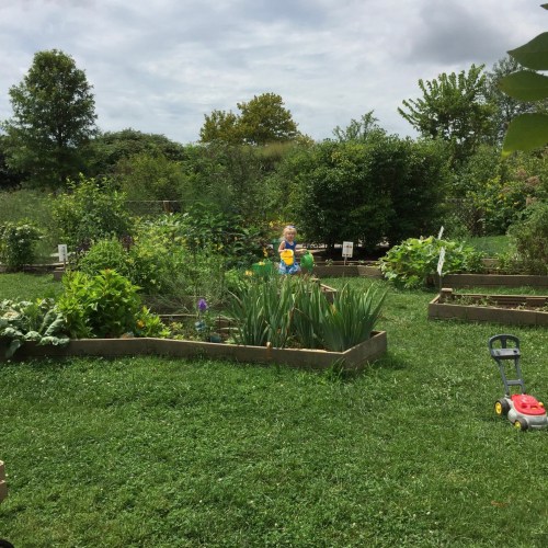A child stands in a lush garden with raised beds, surrounded by greenery and flowers on a cloudy day.