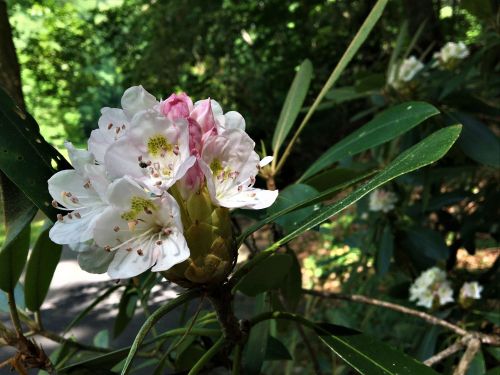 A close-up of white and pink rhododendron flowers surrounded by green leaves in a lush, wooded area.