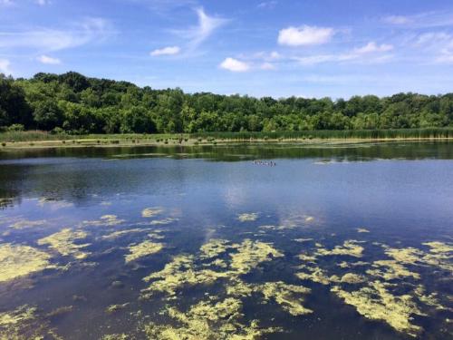 A serene lake surrounded by lush greenery under a clear blue sky, with patches of algae on the water's surface.