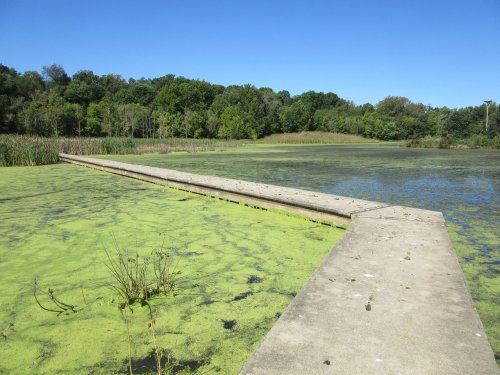 A concrete pier extends into a green, algae-covered pond surrounded by lush trees under a clear blue sky.