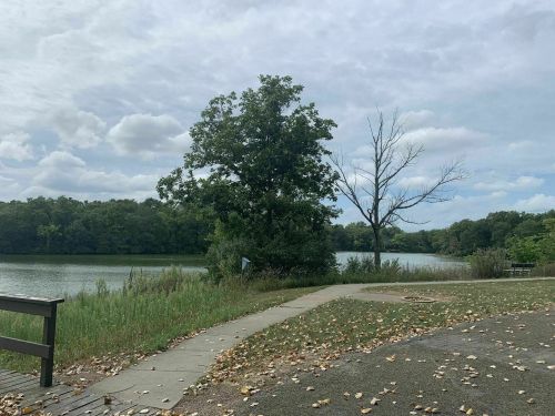 A serene lakeside view with a tree, cloudy sky, and a path lined with fallen leaves.