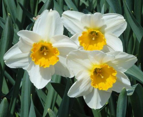 Three white daffodils with bright yellow centers, surrounded by green leaves.