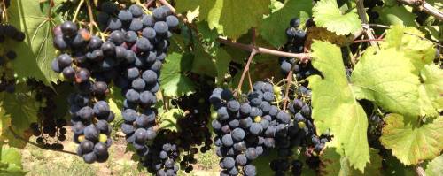 Bunches of ripe black grapes hanging from green leaves on a vine.