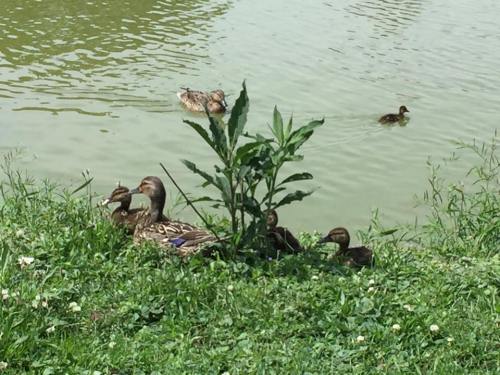 A mother duck and her ducklings resting by the water, with another duck swimming nearby. Green grass surrounds them.
