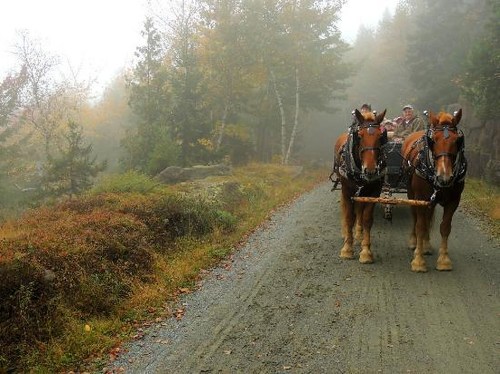 A horse-drawn carriage on a misty road surrounded by trees and autumn foliage.