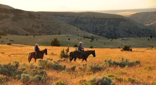 Two cowboys on horseback ride through a golden grassy landscape with rolling hills under a warm sunset.