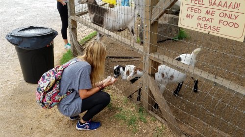 A girl kneels by a goat pen, feeding goats while a sign nearby requests only goat food.